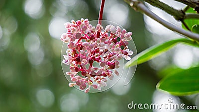 Medinilla speciosa (Parijata, Parijoto, Showy Asian Grapes) Stock Photo