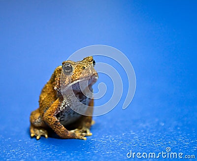 Meditating American Toad Stock Photo