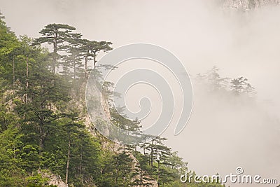 Mediteranean mountain flora coverd with fog Stock Photo