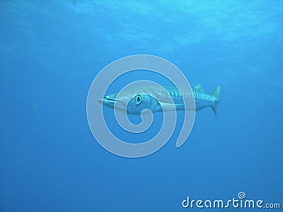 Mediterranean Barracuda Stock Photo