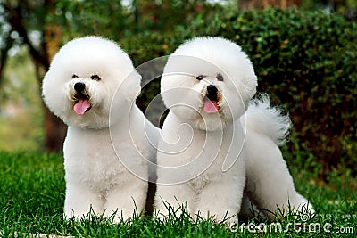 Mediterranean bichon frises Stock Photo