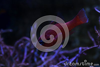 Mediterranean cardinalfish Apogon imberbis. Stock Photo
