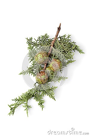 Mediterranean Cypress cones and foliage Stock Photo