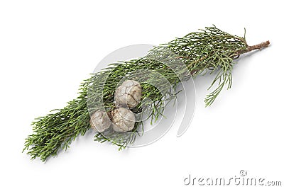 Mediterranean Cypress cones and foliage Stock Photo