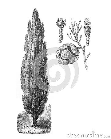 Mediterranean cypress Cupressus sempervirens / Antique illustration from Brockhaus Konversations-Lexikon 1908 Cartoon Illustration