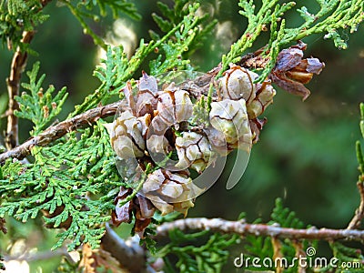 Mediterranean Cypress foliage and cones. Cupressus tree branch and cones closeup view. Cupressus sempervirens. Stock Photo