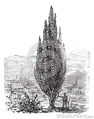 Mediterranean Cypress or Italian Cypress or Tuscan Cypress or Graveyard Cypress or Pencil Pine or Cupressus sempervirens, vintage Vector Illustration