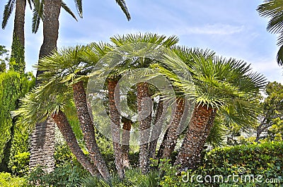 Mediterranean Fan Palm, fan-shaped leaves and thick trunks Stock Photo