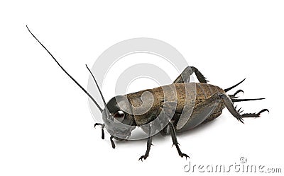 Mediterranean field cricket - Gryllus bimaculatus Stock Photo