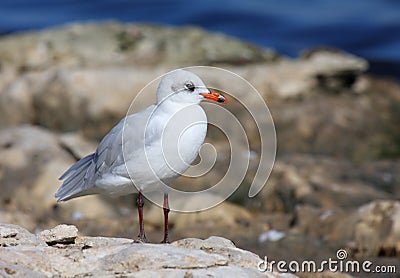 Mediterranean gull Stock Photo