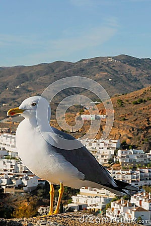 Mediterranean gull on the wall of Gibralfaro castle, Malaga, Spain Stock Photo