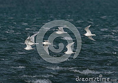 Mediterranean Gulls flying over rough sea. UK. Stock Photo