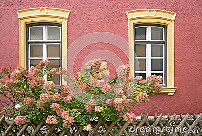 Mediterranean house facade, yellow framed windows and pink blooming hydrangea bush Stock Photo