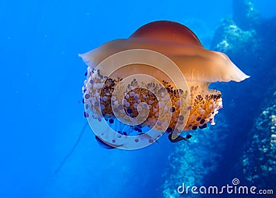 Orange Mediterranean jellyfish with symbiotic fish Stock Photo