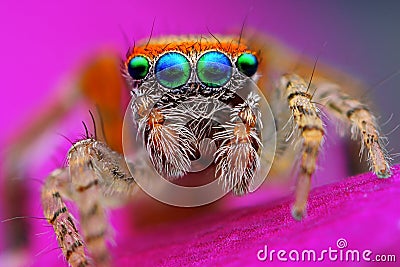 Mediterranean jumping spider Stock Photo