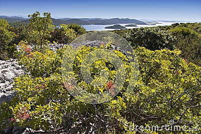 Mediterranean maquis and herbs on Kornati islands Stock Photo