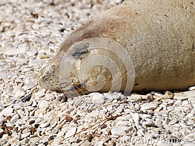 Mediterranean monk seal Stock Photo