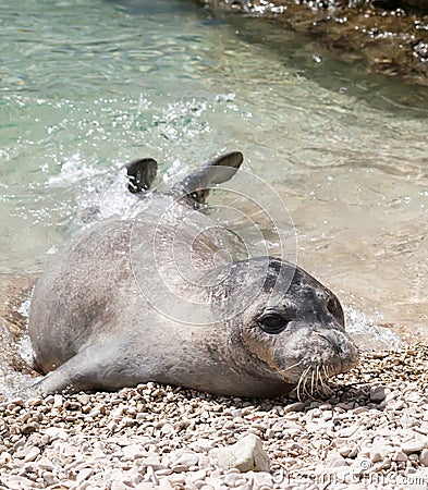 Mediterranean monk seal Stock Photo