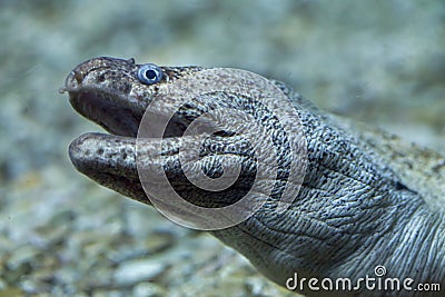 Mediterranean moray Muraena helena Stock Photo