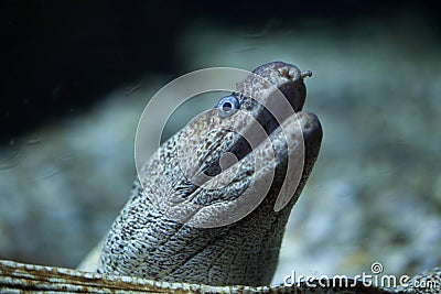 Mediterranean moray Muraena helena Stock Photo