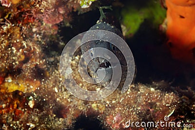 The Mediterranean moray Muraena helena Stock Photo