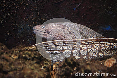 Mediterranean moray Stock Photo