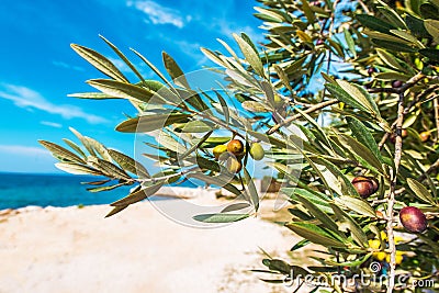 Mediterranean Olive Tree Stock Photo