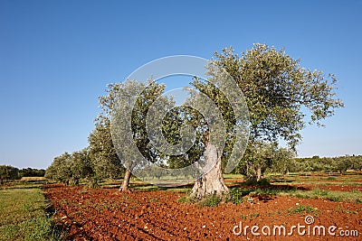 Mediterranean olive trees in a row Stock Photo