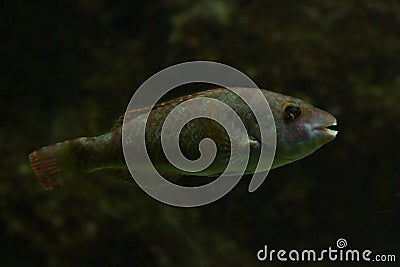 The Mediterranean parrotfish Sparisoma cretense. Stock Photo