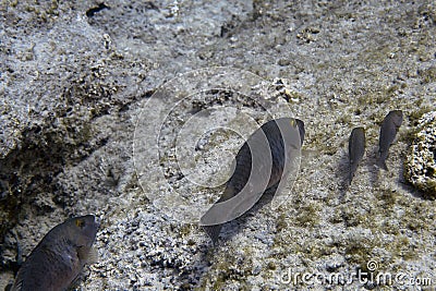 Mediterranean Parrotfish Sparisoma cretense Stock Photo