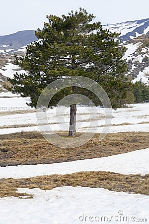 Mediterranean pine tree with leaves coniferous. In the snow Stock Photo