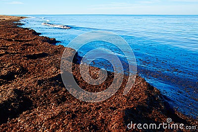 Mediterranean Posidonia beach in alicante Denia Stock Photo