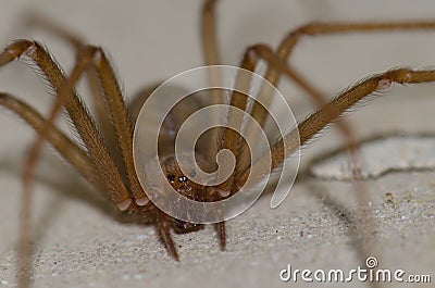 Mediterranean recluse spider Stock Photo