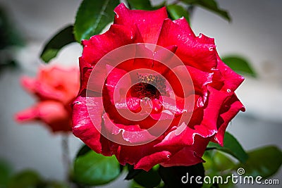 Mediterranean Red Rose Macro Closeup Stock Photo