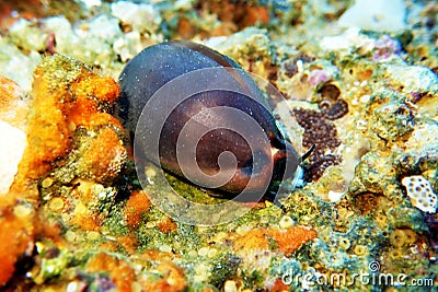 Mediterranean Sea Snail shell mollusk - Luria lurida Stock Photo