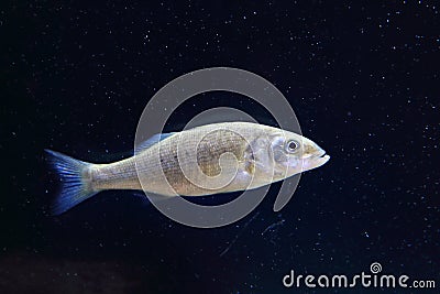 Mediterranean seabass Stock Photo