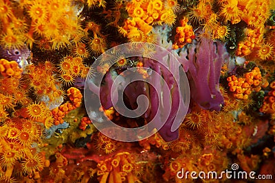 Mediterranean seabed Stock Photo