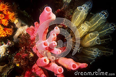 Mediterranean seabed Stock Photo