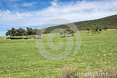 Mediterranean shrublands and flowering fallows Stock Photo