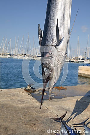 Mediterranean spearfish billfish head Stock Photo