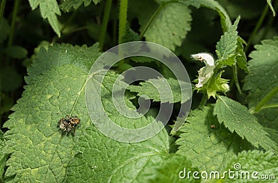 Jumping spider on Nettle plant flower Stock Photo