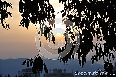 Leaves silhouette on summer sunset. Glorious Mediterranean sunset framed by hanging leaves from a beach tree Stock Photo