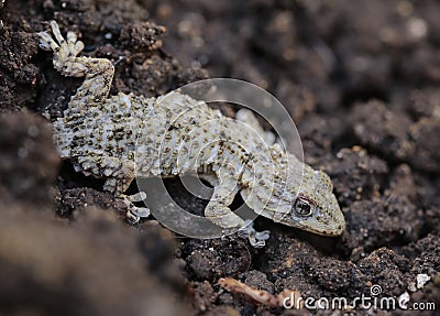 Mediterranean Tarentola mauritanica lizard detail Stock Photo