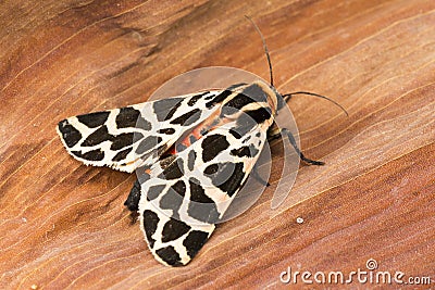 Mediterranean Tiger Moth Stock Photo