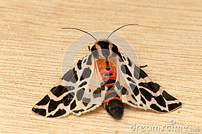 Mediterranean Tiger Moth Stock Photo