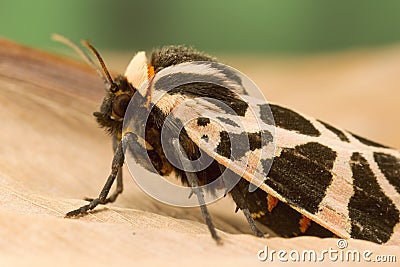 Mediterranean Tiger Moth Stock Photo