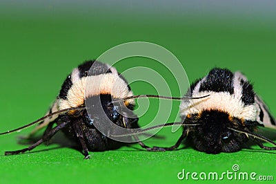 Mediterranean Tiger Moths Stock Photo