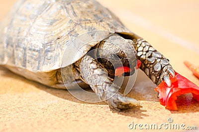 Tortoise eating red pepper Stock Photo