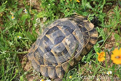 Mediterranean tortoise shell Stock Photo