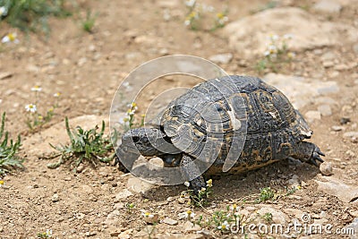 Mediterranean Tortoise on soil Stock Photo